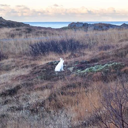 Feriehus Vaeranes- Ny hytte med flott utsikt