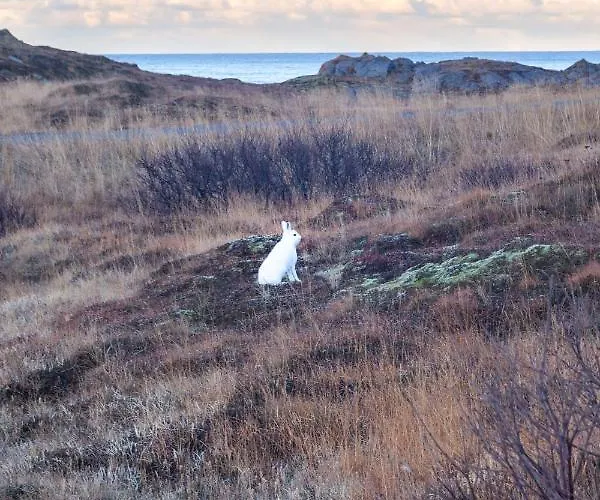 Dom wakacyjny Vaeranes- Ny Med Flott Utsikt